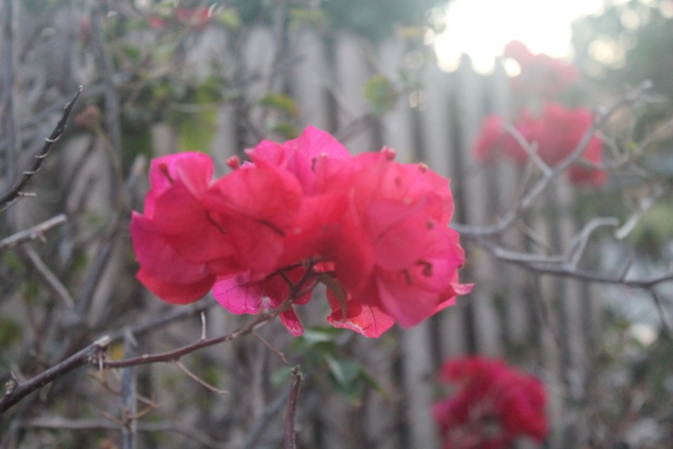 Soft use of sunlight.